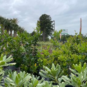 Bild von Rosehill Palms Nursery & Garden Center