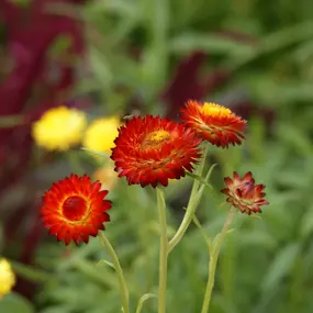 Eigene Schnittblumen