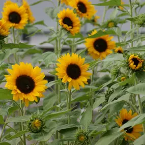 Eigene Schnittblumen - Sonnenblumen