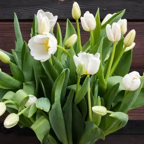 Eigene Tulpen