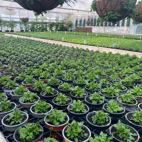 Bild von Gärtnerei Mehrings