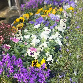 Bild von Gärtnerei Mehrings