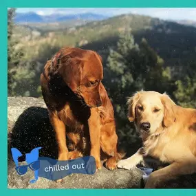 Bild von Chill Out Dog Training South Denver