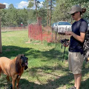 Bild von Chill Out Dog Training South Denver