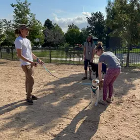 Bild von Chill Out Dog Training South Denver