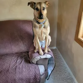 Bild von Chill Out Dog Training South Denver