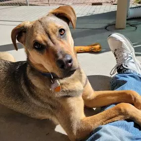 Bild von Chill Out Dog Training South Denver