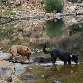 Bild von Chill Out Dog Training South Denver