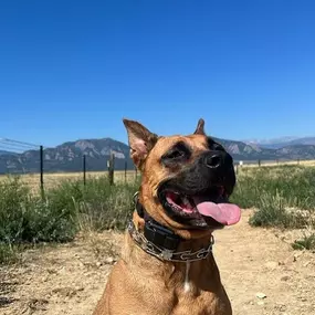 Bild von Chill Out Dog Training South Denver