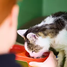 Bild von Tierarzt Beck Rossach, Dr. Peter Beck - Fachtierärztliche Praxis für Kleintiere