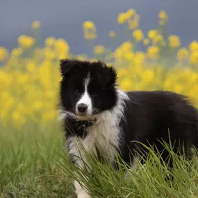Bild von Tierarzt Beck Rossach, Dr. Peter Beck - Fachtierärztliche Praxis für Kleintiere