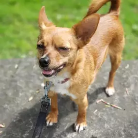 Bild von Captain Jack Russell Pet Services