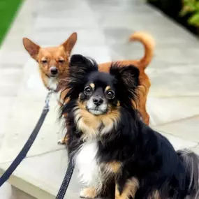Bild von Captain Jack Russell Pet Services