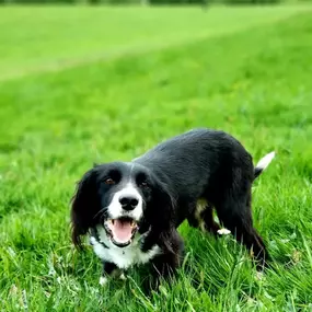 Bild von Captain Jack Russell Pet Services
