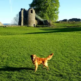 Bild von Captain Jack Russell Pet Services
