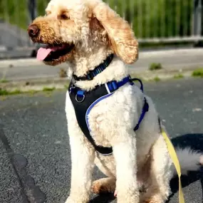 Bild von Captain Jack Russell Pet Services