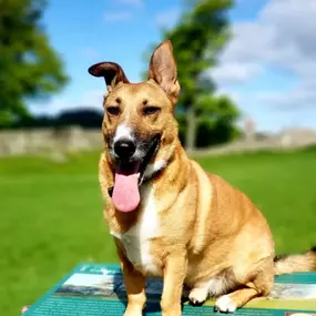 Bild von Captain Jack Russell Pet Services