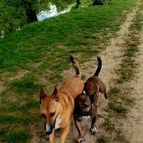Bild von Captain Jack Russell Pet Services