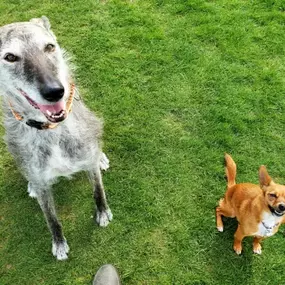 Bild von Captain Jack Russell Pet Services