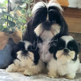 Bild von Hillsides ShihTzu