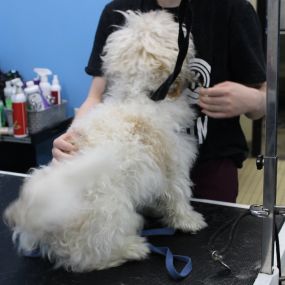 Bild von Pet Wash & Grooming