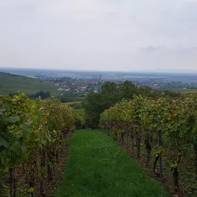 Bild von Anaïs Dos Santos - Safti Immobilier Sélestat et Vignoble Alsacien