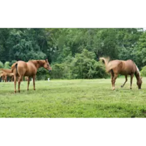 Nearby Outdoor Entertainment including the World Equestrian Center