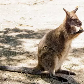 Bild von Long Island Game Farm Wildlife Park & Children's Zoo