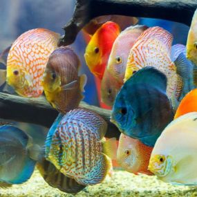 Diverse Freshwater Fishes