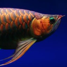 Exquisite Saltwater Fish