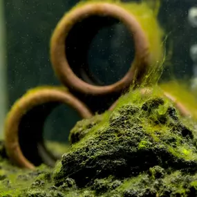 Expert Algae Removal