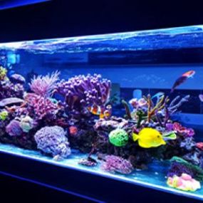 At Gusco Electric, we do it all. If you need a new lamp for your aquarium or if you need a repair, we will do it right away! Contact us today for us to help you with all of your specialty lighting needs.