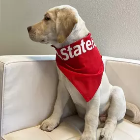 Just another day on the job for our newest (and cutest) team member. Stop by and say hi—he’s always happy to lend a paw!