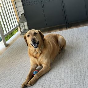 Our office mascot Jake took a much needed vacation day today! Be sure to stop by tomorrow and say hi! #jakefromstatefarm