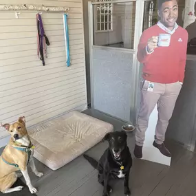 Jake from State Farm has some visitors today. Everyone say hi to Rosie and Domino! These two lovable pups belong to our star team member Amanda.