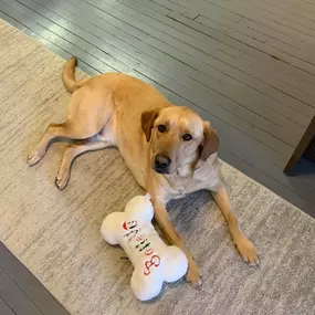 Every day is National Dog Day at my office. Come get a quote from our furry friends Jake and Jojo, specializing in Pet Insurance!