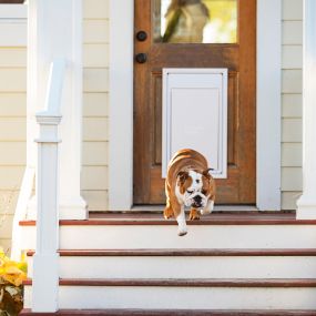 A dog using an electronic pet door to exit the home.