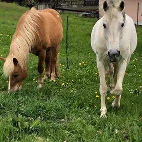 Bild von Reittherapie, Tiergestützte Therapie Sonja Gregori