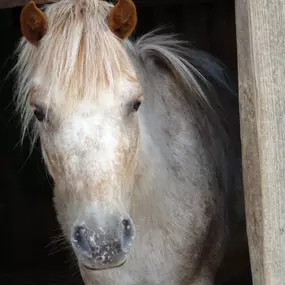 Bild von Reittherapie, Tiergestützte Therapie Sonja Gregori