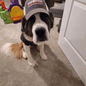 One Hour Heating & Air Conditioning of Cockeysville, MD Mascot dog wearing a One Hour Hat