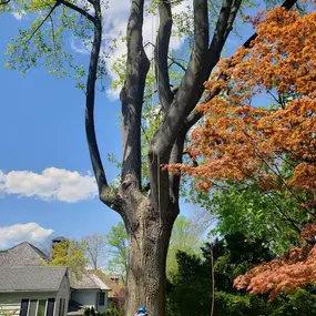 Bild von Andrew's Arboriculture