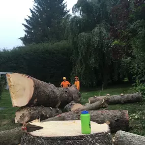 Bild von Andrew's Arboriculture