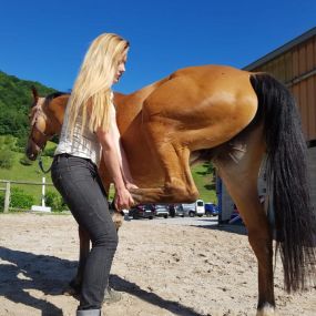 Bild von Ostéopathe animalier - Mélissa CHAVANNE (Cheval | Chien | Chat | Nac)