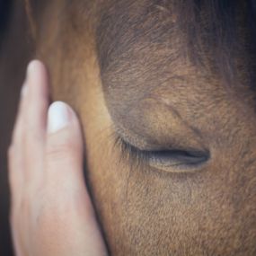 Bild von Ostéopathe animalier - Mélissa CHAVANNE (Cheval | Chien | Chat | Nac)