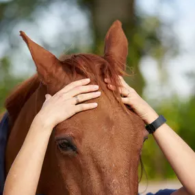 Bild von Ostéopathe animalier - Mélissa CHAVANNE (Cheval | Chien | Chat | Nac)