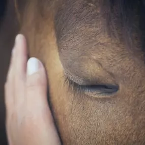 Bild von Ostéopathe animalier - Mélissa CHAVANNE (Cheval | Chien | Chat | Nac)