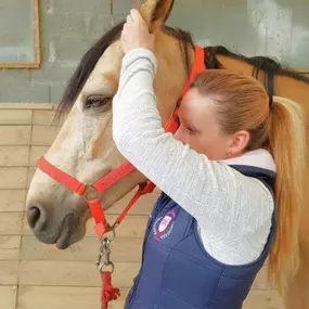 Bild von Ostéopathe animalier - Mélissa CHAVANNE (Cheval | Chien | Chat | Nac)