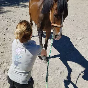 Bild von Ostéopathe animalier - Mélissa CHAVANNE (Cheval | Chien | Chat | Nac)