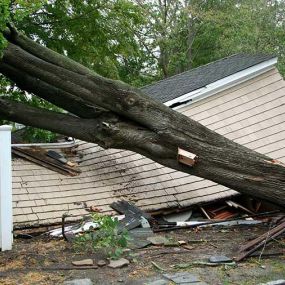 When disaster strikes, count on Chester Tree Care for prompt and reliable emergency tree removal services. Our team is available 24/7 to respond to tree-related emergencies, such as fallen or dangerously leaning trees. With our swift response and efficient techniques, we mitigate further damage and restore safety to your property in times of crisis.