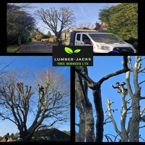 Bild von Lumber-Jacks Tree Services Ltd